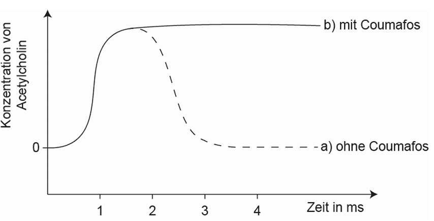 Grafik: Acetylcholin-Konzentration über Zeit (ms), mit Coumafos: hohes Plateau; ohne Coumafos: abfallende Kurve.
